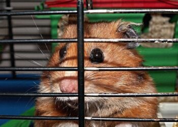 The Bar-Biting Breakthrough: Why Your Hamster Chews Its Cage and the Real Fix I Learned from a Zoo