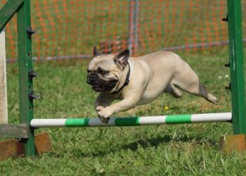 Beyond the Backyard Course: How I Ditched the Agility Playbook and Learned to “Jam” With My Dog