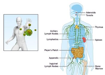 Beyond the Sneeze: A New Blueprint for Allergy Relief by Recalibrating Your Immune System from the Inside Out