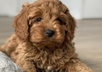 A Prospective Owner’s Due Diligence Report: Navigating the Search for a Reputable Cavapoo Breeder