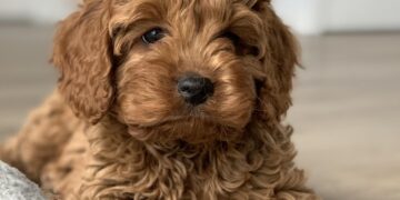 A Prospective Owner’s Due Diligence Report: Navigating the Search for a Reputable Cavapoo Breeder
