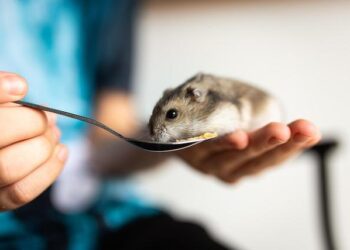 The 2-Year Myth: How I Unlocked the 4-Year Lifespan of the Roborovski Hamster