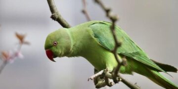 An Exhaustive Report on Parakeet Weight: A Guide for the Conscientious Aviculturist