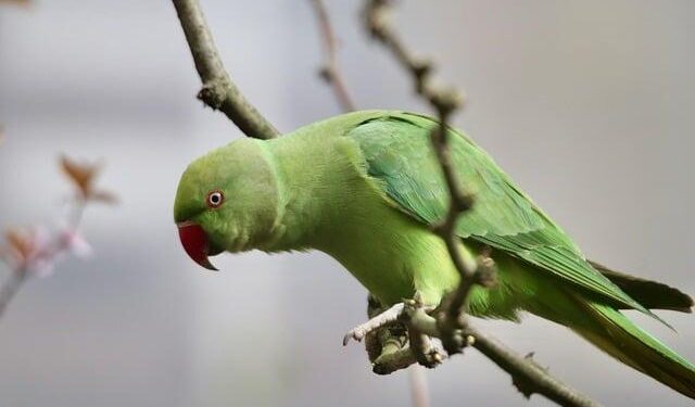 An Exhaustive Report on Parakeet Weight: A Guide for the Conscientious Aviculturist