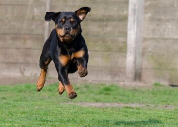 The Rottweiler Paradox: Why Everything You Think You Know About “Dangerous” Dogs Is Wrong