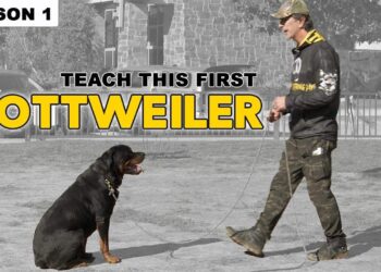 Beyond the Ranking: Why Asking “Are Rottweilers Smart?” Is the Wrong Question