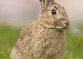 Mastering Rabbit Habitat Hygiene: A Clinical Guide to Clean and Healthy Living Spaces