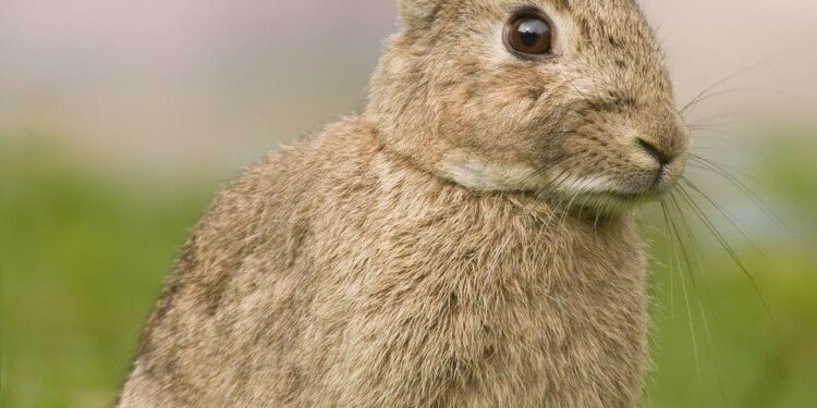 Mastering Rabbit Habitat Hygiene: A Clinical Guide to Clean and Healthy Living Spaces