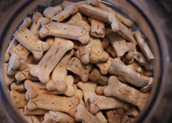 How I Transformed My Picky, Itchy Dog with Real Food – My Honest Bark Eats Review