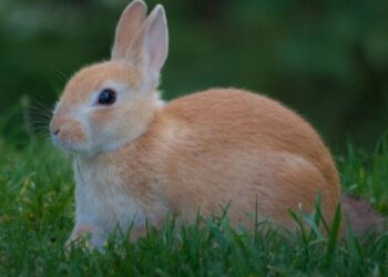 How Toddler Psychology Transformed My Rabbit’s Life – And How It Can Change Yours Too