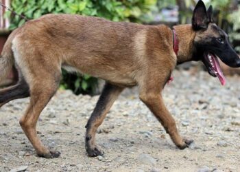 Eyes on the Mission: The Ultimate Eye Protection Guide for Belgian Malinois K9 Handlers