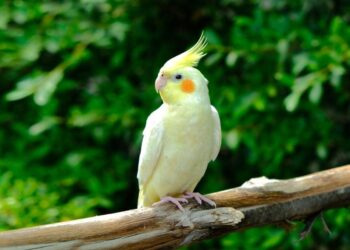 How I Stopped Training My Cockatiel and Started Truly Communicating