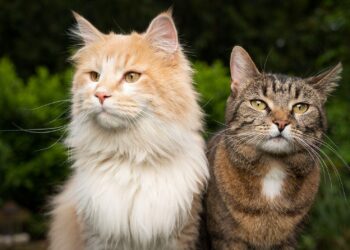 Why Gardeners Make Great Cat Companions: Ditching the Perfect Pet Myth to Grow a True Connection