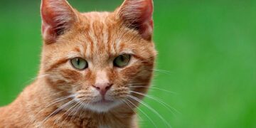 Why Your Cat Tree Isn’t Enough: An Architect’s Guide to Designing for Feline Happiness