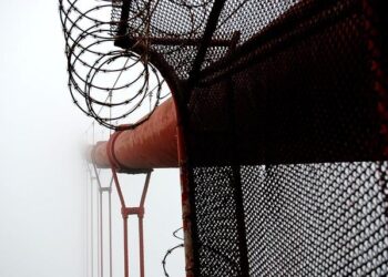 Your Ultimate Guide to Adopting a Dog in the San Francisco Bay Area