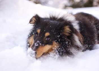 How Battling My Dog on Walks Taught Me the Surprising Physics of Leash-Pulling