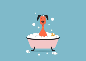 Breaking the One-Brush Myth: My Journey to Discovering the True Secret of Dog Grooming