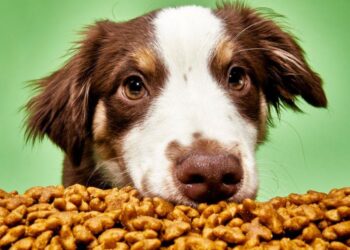 The Ultimate Guide to Choosing the Best Grain-Inclusive Dog Food, Backed by a Veterinary Nutritionist