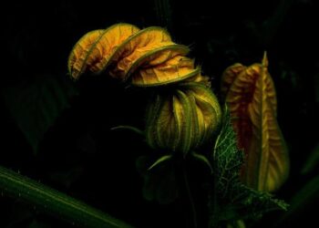 Cracking the Hairball Code: How to Choose the Best Food for Your Cat’s Health