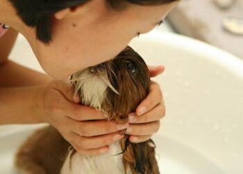 Ultimate Dog Grooming Guide for NYC’s Most Stylish Pets