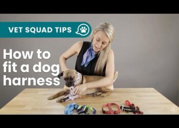 Unleash Adventure: How to Choose the Perfect Hands-Free Leash for You and Your Dog