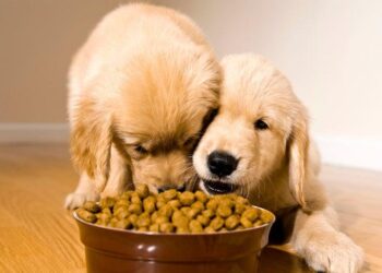 From Kibble to Clean Eating: How a High-Protein, Low-Carb Diet Transformed My Dog’s Health