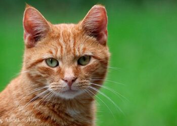 The Ultimate Guide to Finding the Purrfect Feline Friend for Your Garden