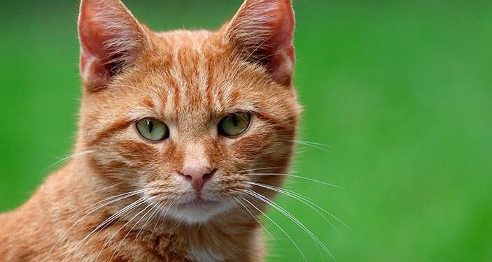 The Ultimate Guide to Finding the Purrfect Feline Friend for Your Garden