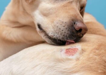 Expert Strategies for Managing Itchy Skin in Allergic Dogs: A Veterinary Guide