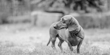 Unlocking Mobility: The Ultimate Expert Guide to the Best Joint Supplements for Your Dachshund