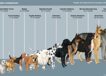 Create the Ultimate Dog Sanctuary: Expert Tips from a Veterinary Behaviorist