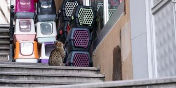 Mastering Feline Comfort: Your Ultimate Guide to the Perfect Kitten Litter Box