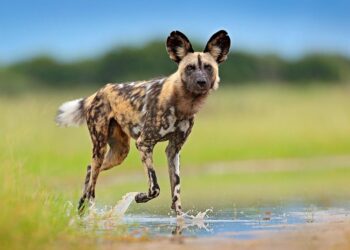 Taming the Chaos: How a Simple Job Transformed My Dog and Brought Peace to Us Both