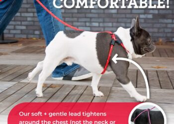 Why Your Labrador’s Leash Should Be as Strong as a Climbing Rope