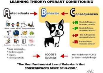 From Leash Destroyer to Perfect Walker: How I Finally Stopped My Dog’s Chewing for Good