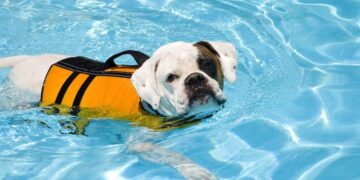 Why Most Dog Life Jackets Fail Bulldogs – And How to Pick One That Could Save Your Pup’s Life