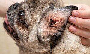 Busting the Peroxide Myth: The Hidden Dangers of Treating Dog Ear Mites at Home