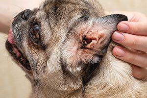 Busting the Peroxide Myth: The Hidden Dangers of Treating Dog Ear Mites at Home