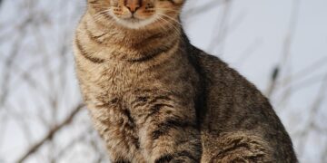 How My Cat’s Mysterious Itching Led to a Life-Changing Food Discovery