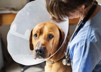 From Frustration to Fetch: My Triumphant Quest for the Perfect Dog Collar