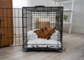 Unlocking the Crate Bed Code: How to Choose the Perfect Foundation for Your Dog’s Den