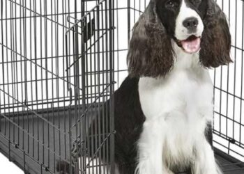 The Canine Architect: How Your Cocker Spaniel’s Crate Becomes a Cozy Home