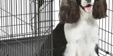 The Canine Architect: How Your Cocker Spaniel’s Crate Becomes a Cozy Home