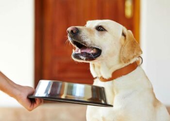 Cracking the PetSmart Puzzle: How to Choose the Perfect Food for Your Dog