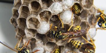 From Chaos to Clean: One Pet Parent’s Journey Through Canine Incontinence and the Diapers That Changed Everything