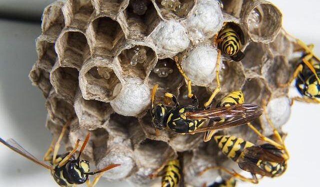 From Chaos to Clean: One Pet Parent’s Journey Through Canine Incontinence and the Diapers That Changed Everything