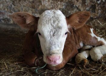 Cracking the Kibble Code: How I Found the Best Grain-Inclusive Dog Food for My Small Pup