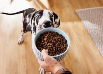 Crack the Kibble Code: A Vet Nutritionist’s Ultimate Guide to Choosing the Best Dog Food