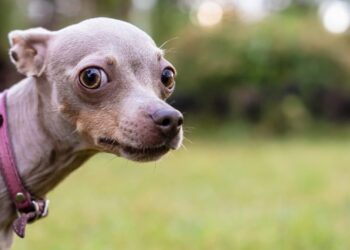 The Ultimate Guide to Finding the Perfect Dog Lover T-Shirt You’ll Actually Want to Wear