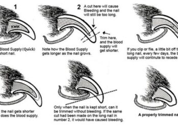 Unlocking Paw Perfection: How to Choose the Best Nail Trim for Your Dog